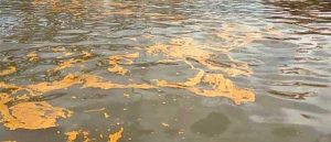 Tumpahan CPO Milik PT KLK Cemari Laut Dumai