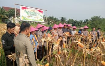 Polsek Dumai Barat Panen Raya Jagung