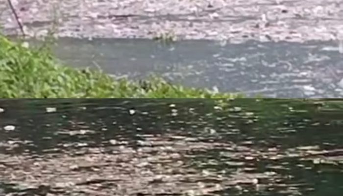 Viral, Danau Toba Wilayah Sibaganding Dipenuhi Sampah